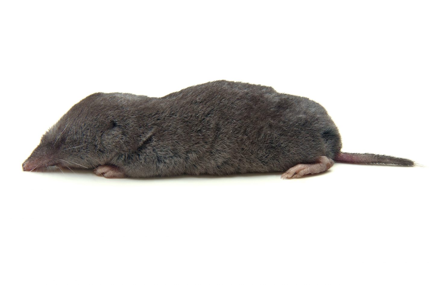 Northern short-tailed shrew (Blarina brevicauda).