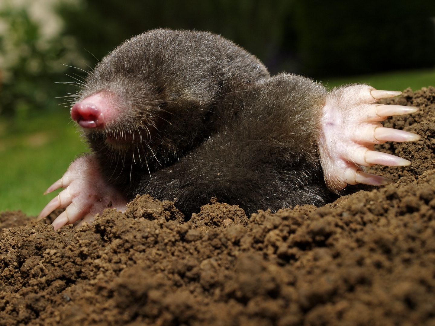 Mole digging