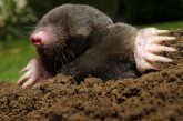 Mole digging