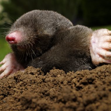 Mole digging