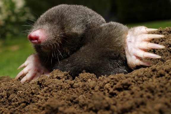 Mole digging