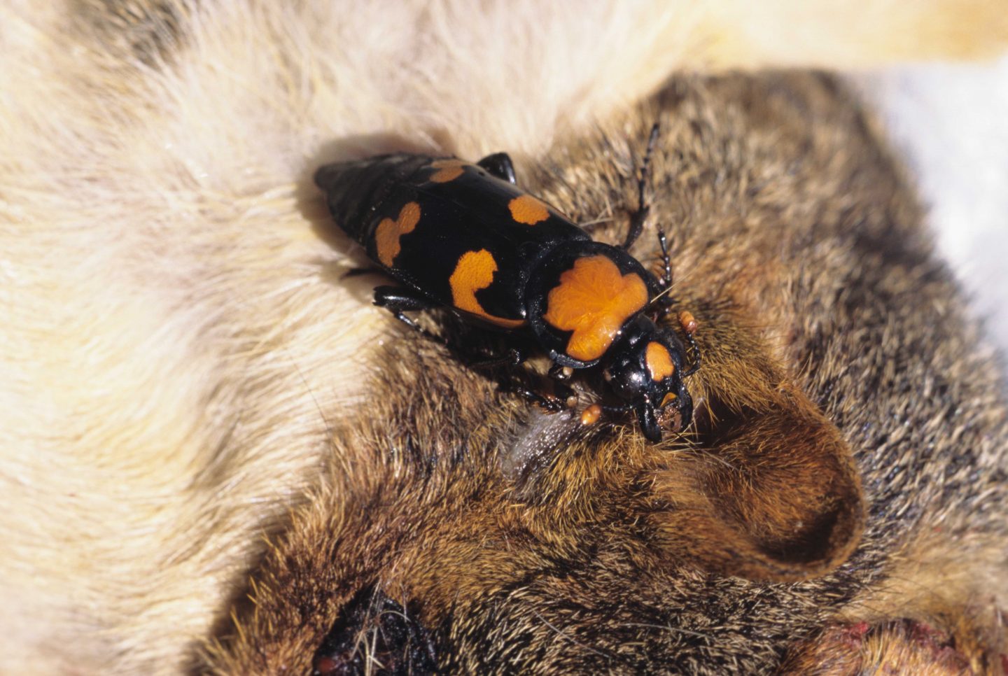 American burying beetle on a fox squirrel carcass.