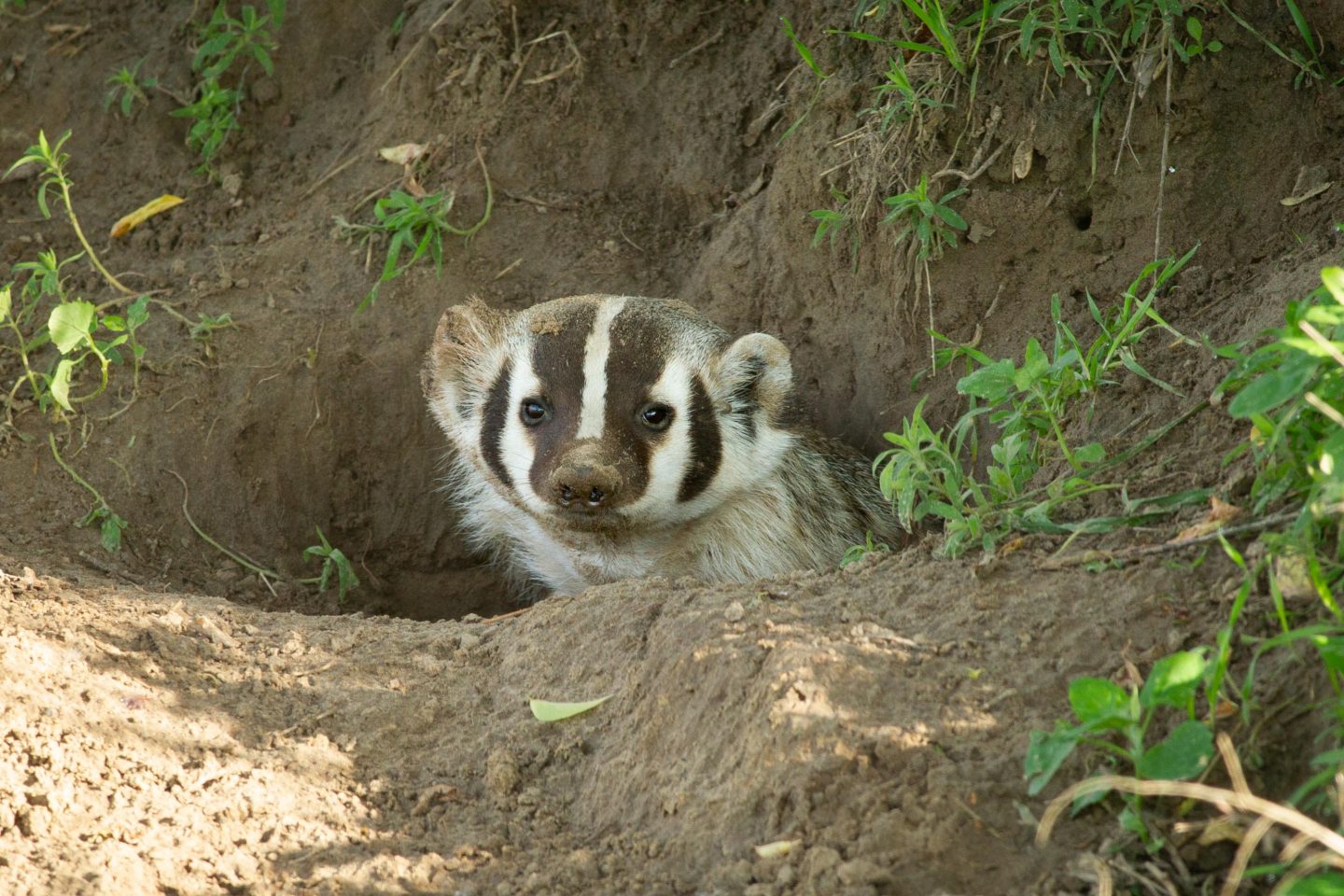 American badger poking its head out of a burrow.