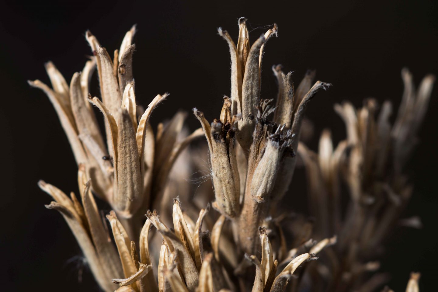 common evening primrose dormant in the fall