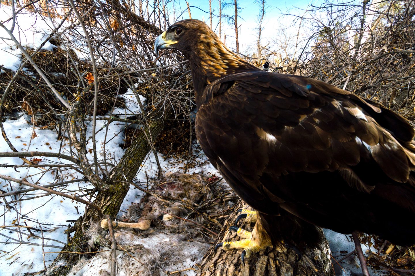 golden eagle feeding on a deer carcass