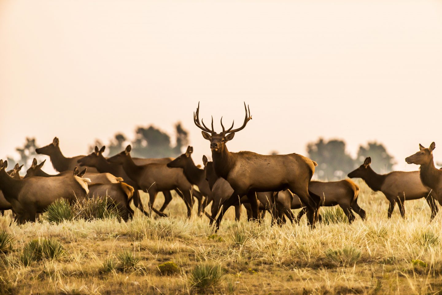 bull elk standing among cows