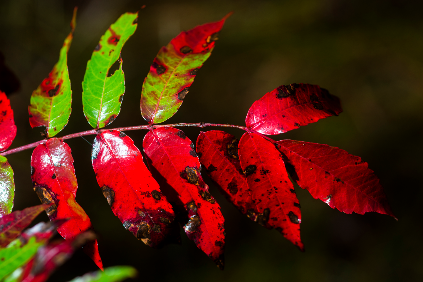 vibrant red and green serrate leaves fill the screen