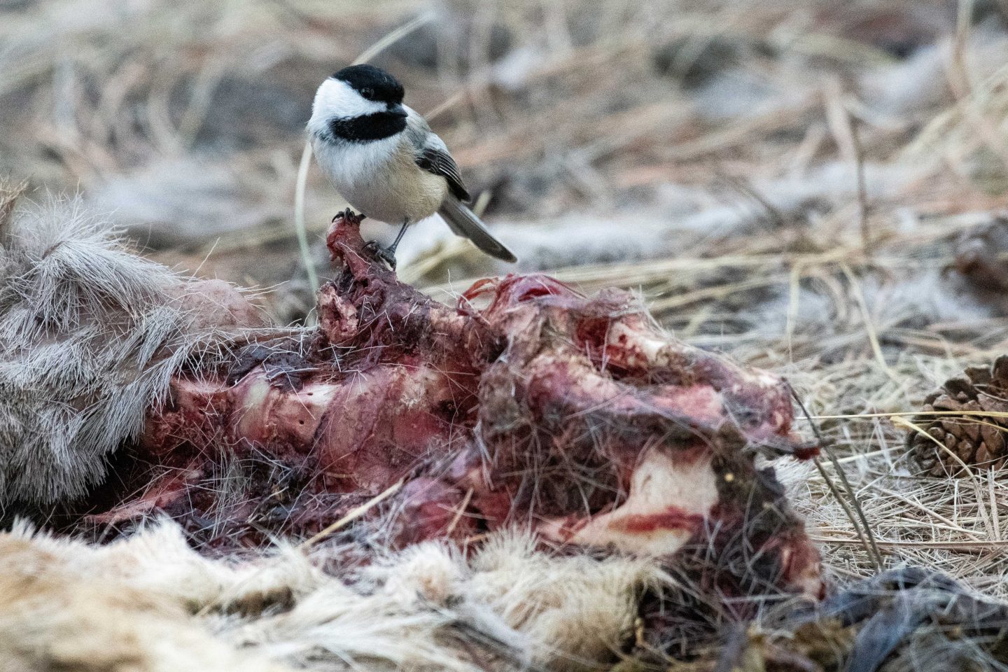 black-capped chikadee on deer carcass