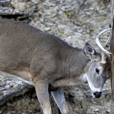 White-tailed deer buck rubbing his antlers on a tree.