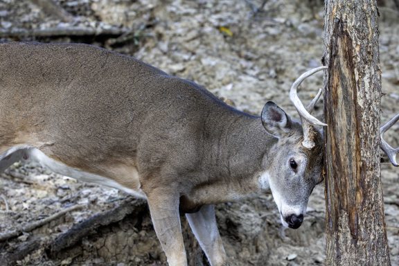 White-tailed deer buck rubbing his antlers on a tree.