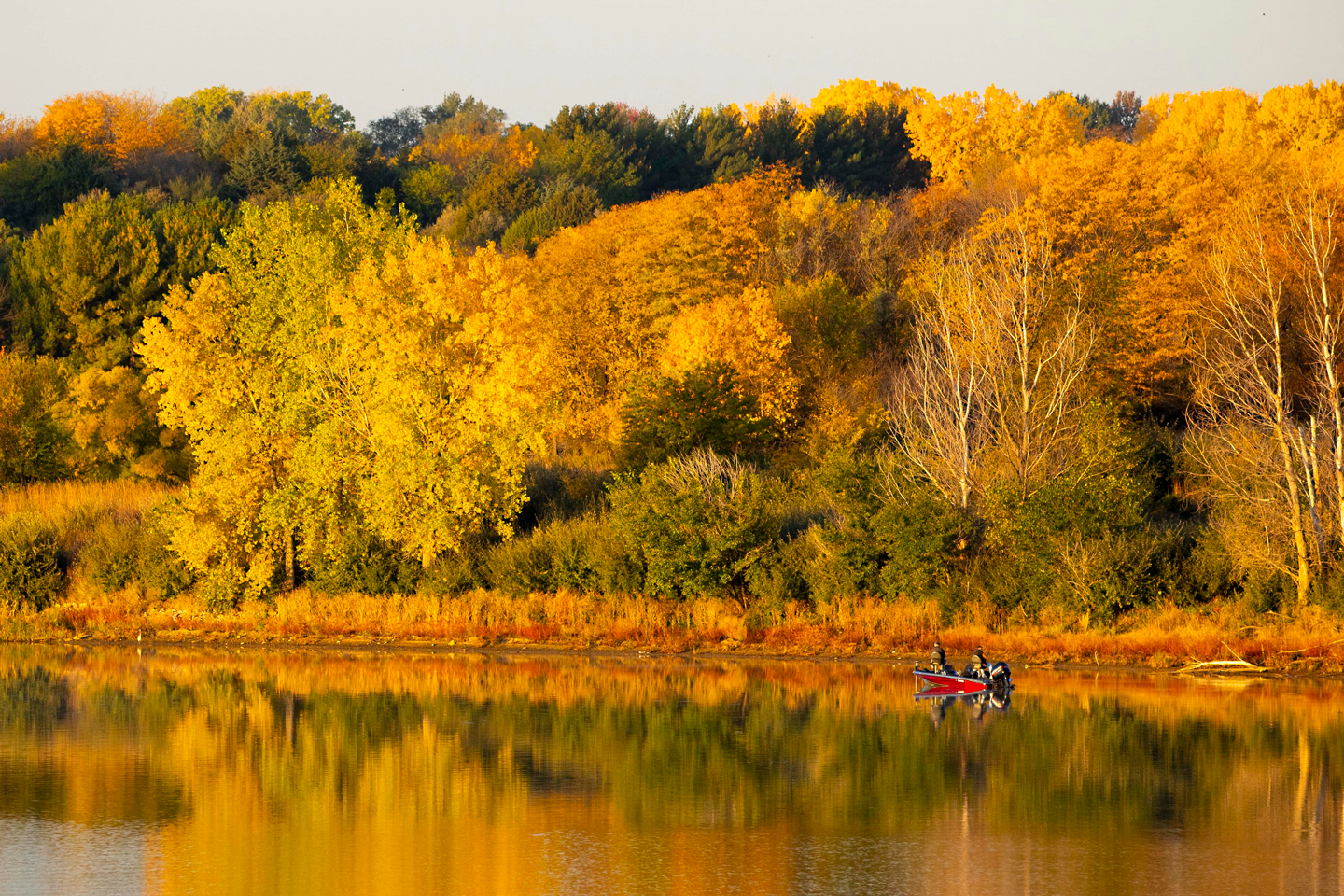 yellow trees are reflected in water