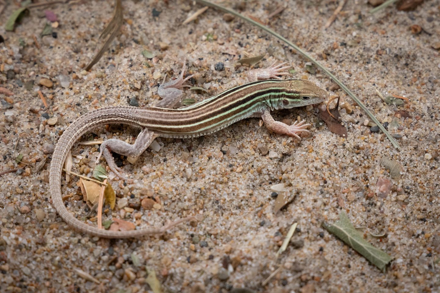 six-lined racerunner lizard