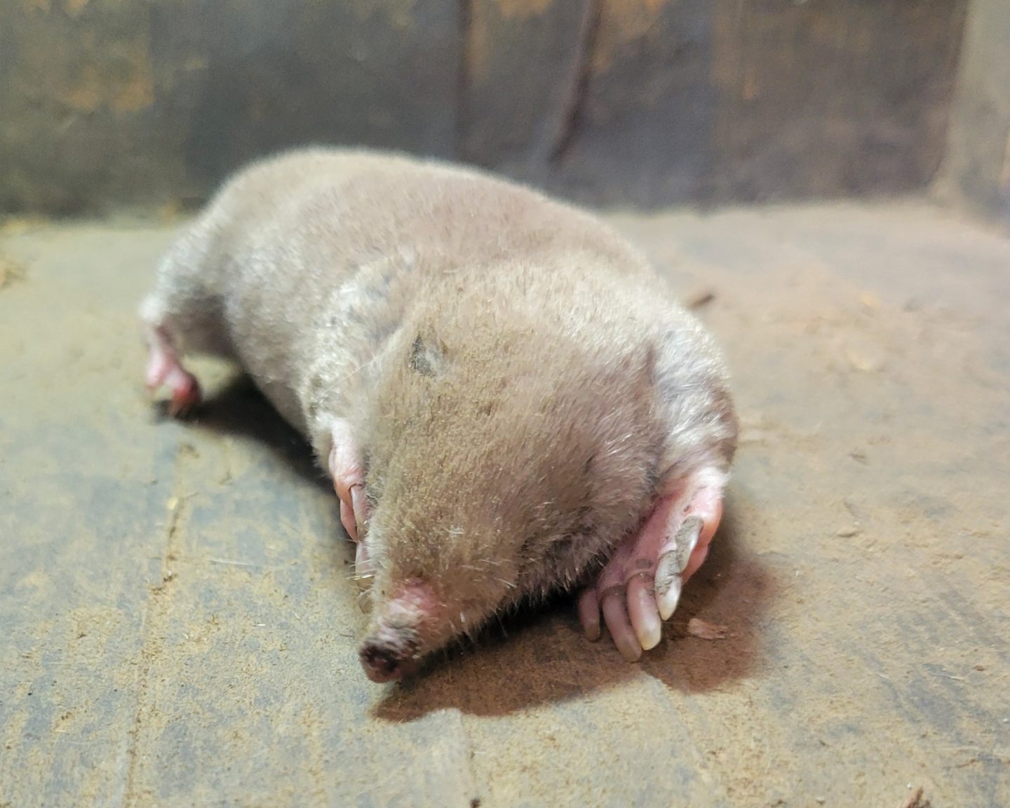 A captured mole.