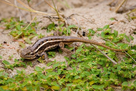 A prairie lizard crawling on the sandy ground.