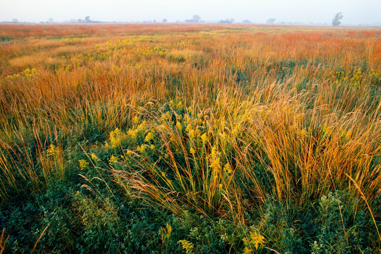 Platte River floodplain tallgrass prairie.