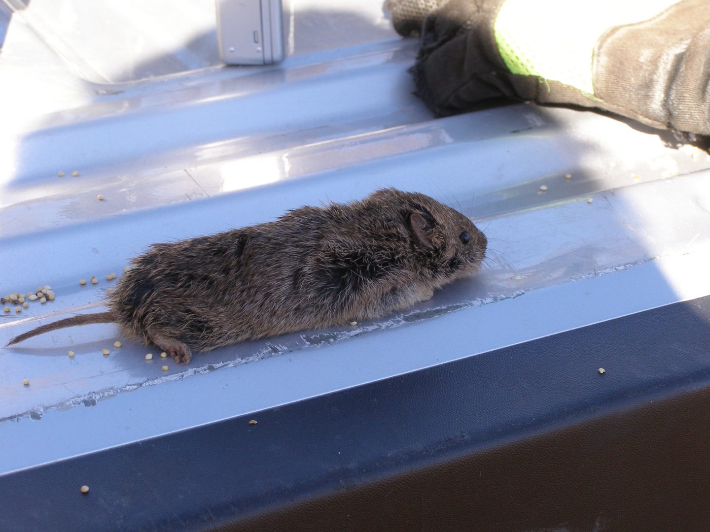 A captured prairie vole.