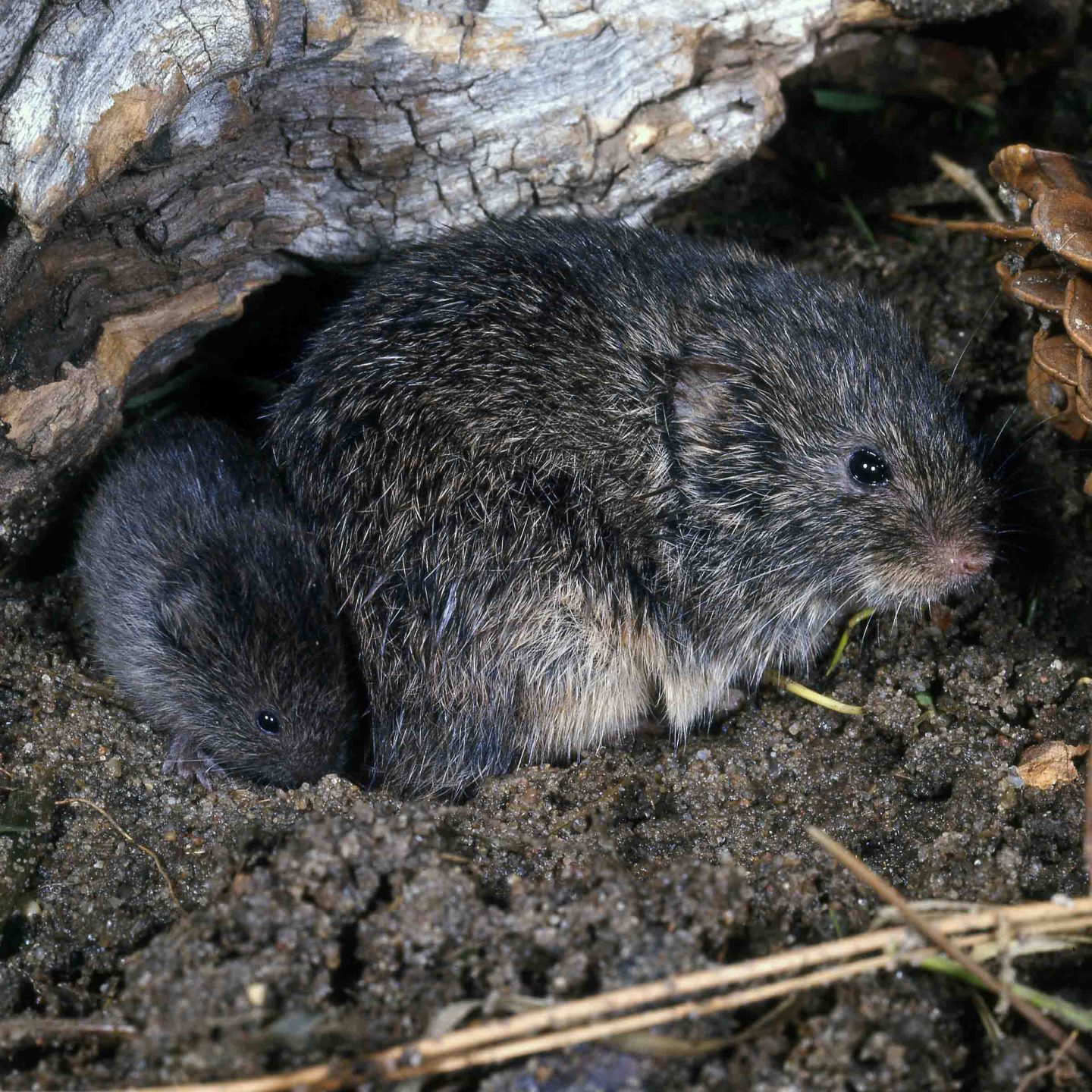 prairie vole