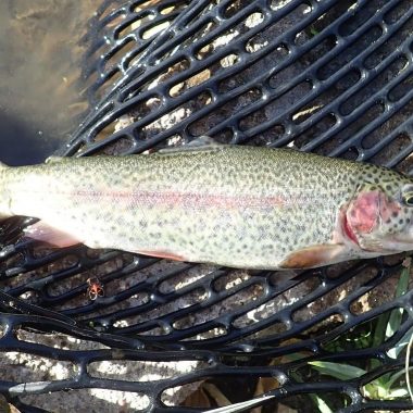 Rainbow trout in a landing net.