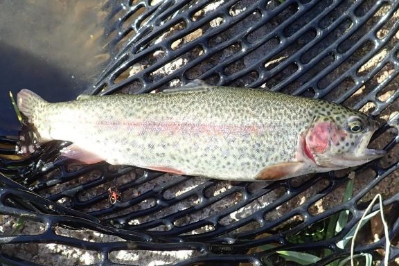 Rainbow trout in a landing net.