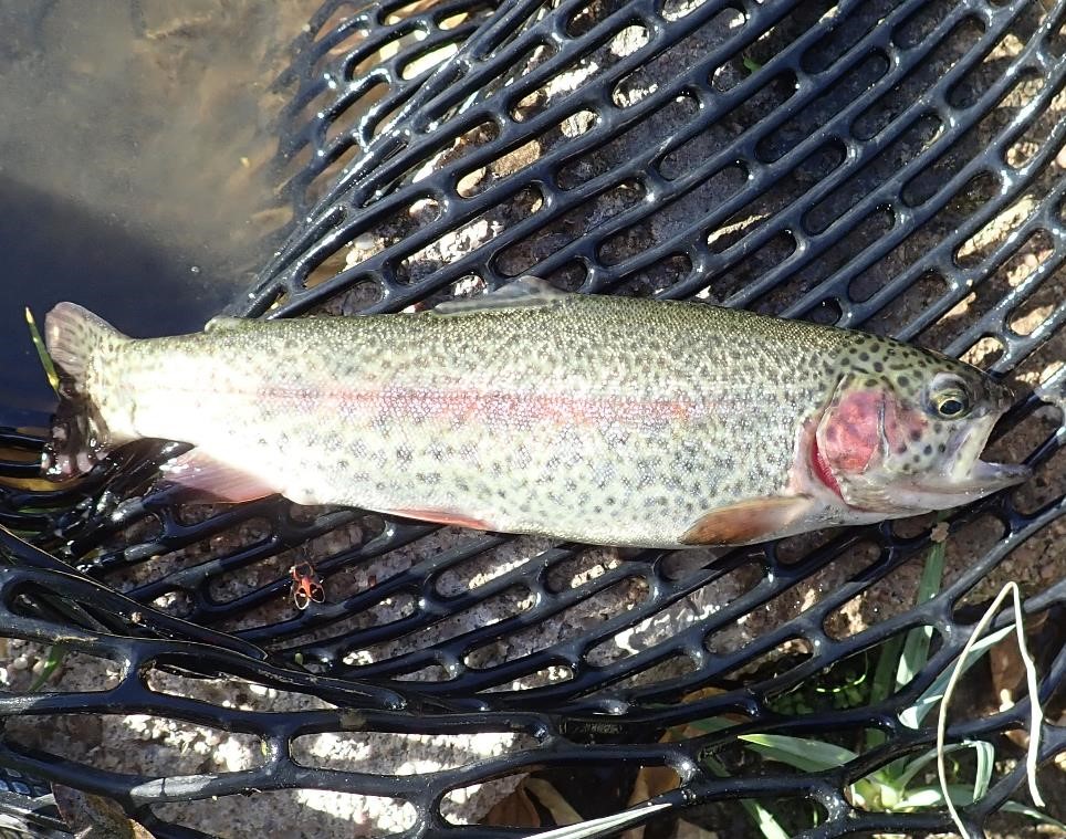 Rainbow trout in a landing net.