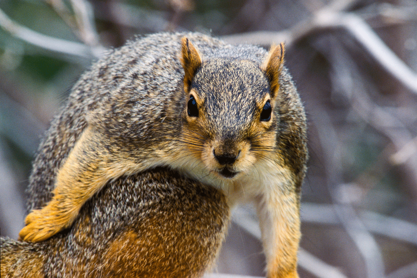 close-up of a fox squirrel outdoors