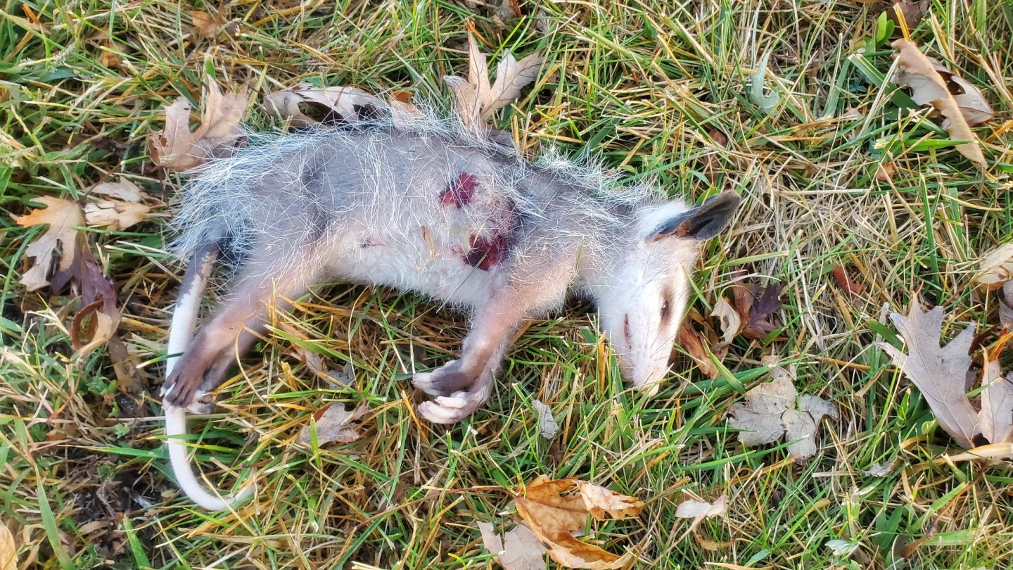 dead opossum 