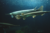 Underwater view of swimming gar.