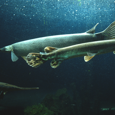 Underwater view of swimming gar.