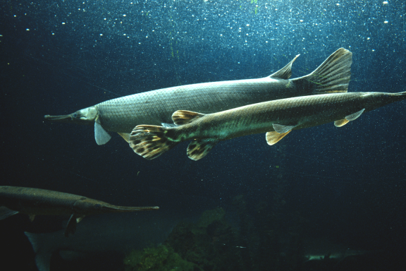 Underwater view of swimming gar.