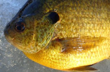 Closeup of bluegill X redear sunfish showing some small black spot parasites.