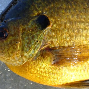 Closeup of bluegill X redear sunfish showing some small black spot parasites.