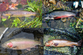 a collage of four different trout species