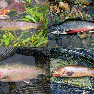 a collage of four different trout species