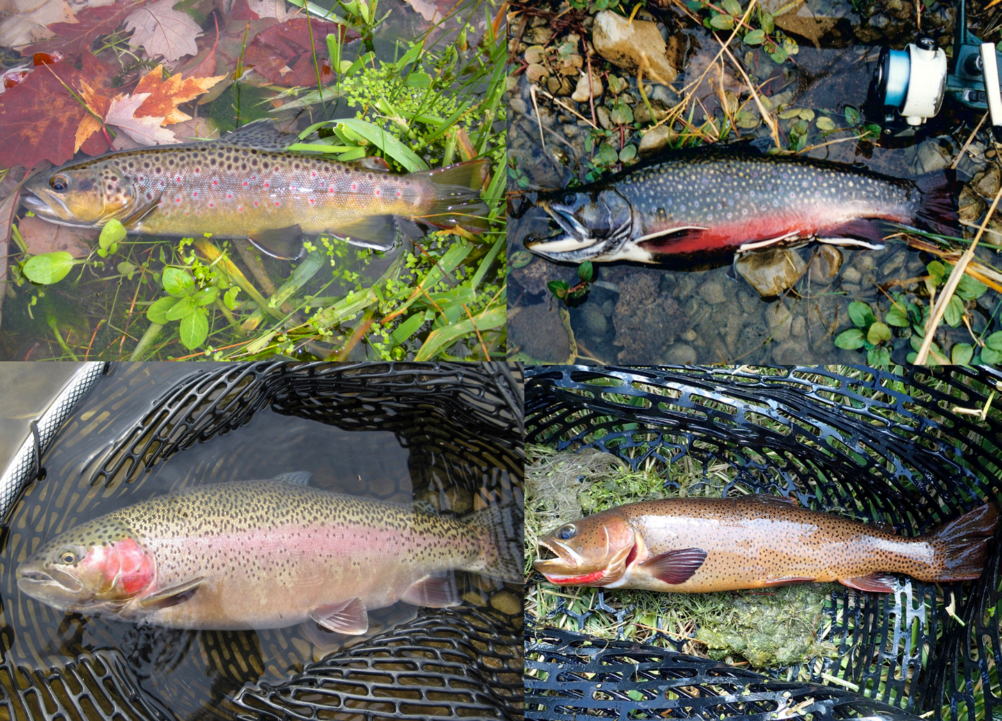 a collage of four different trout species