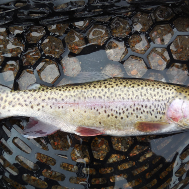 A rainbow trout in a fishing net.