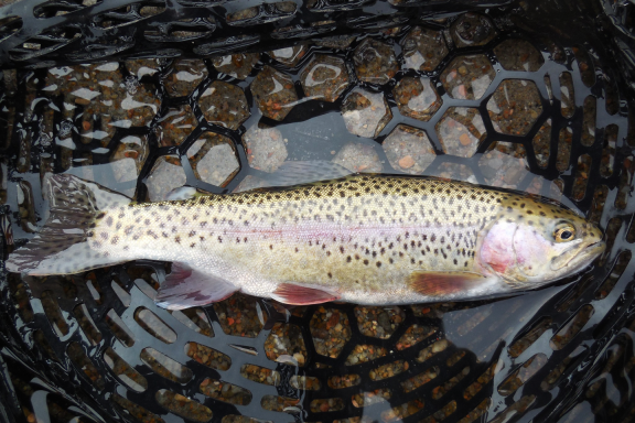 A rainbow trout in a fishing net.