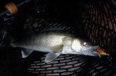 Walleye laying in landing net.