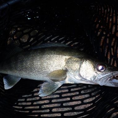 Walleye laying in landing net.