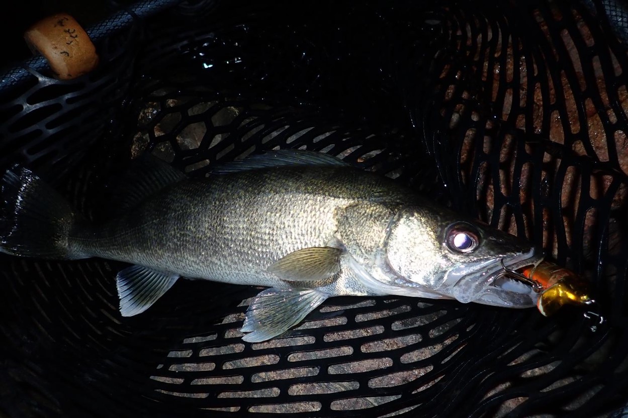 Walleye laying in landing net.