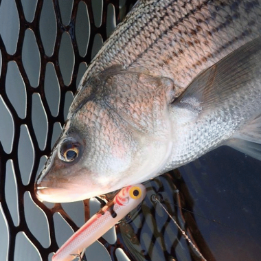 Hybrid striped bass in a landing net.