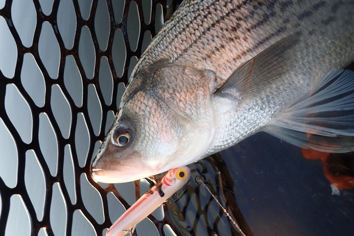 Hybrid striped bass in a landing net.