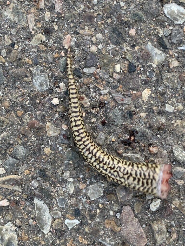 Great Plains skink detached tail 