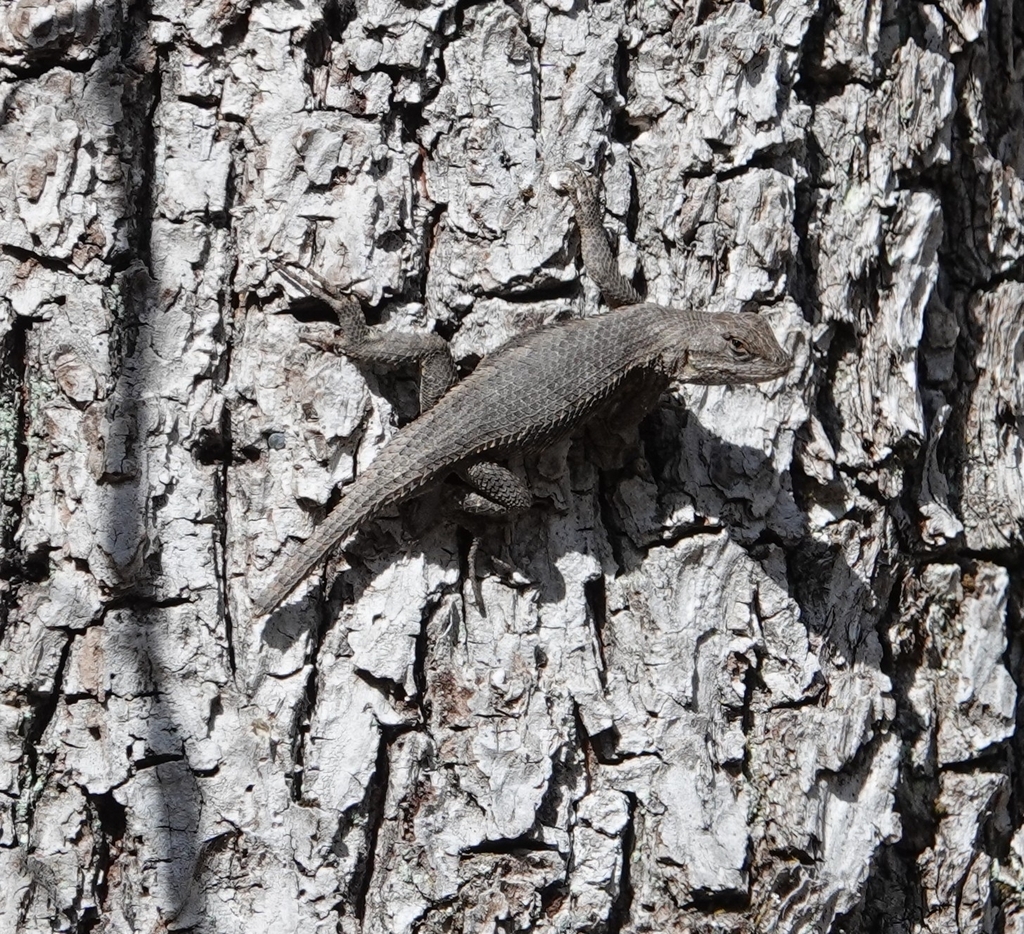 prairie lizard