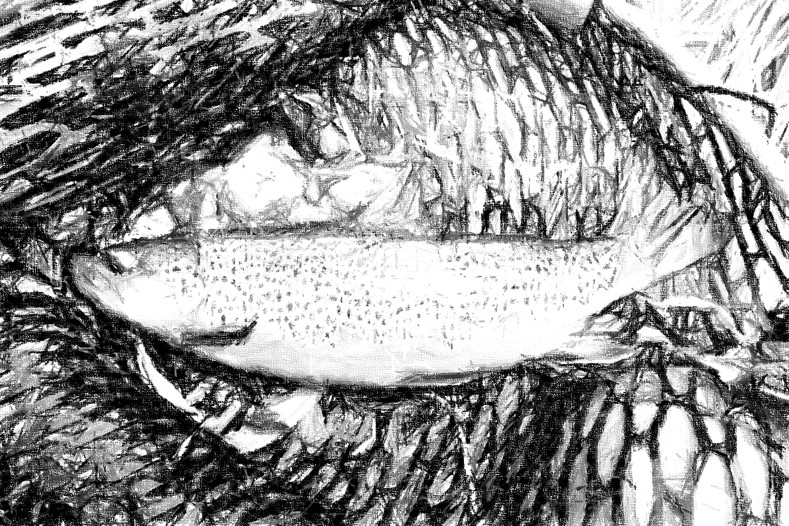 Haunting black and white image of brown trout in a landing net.