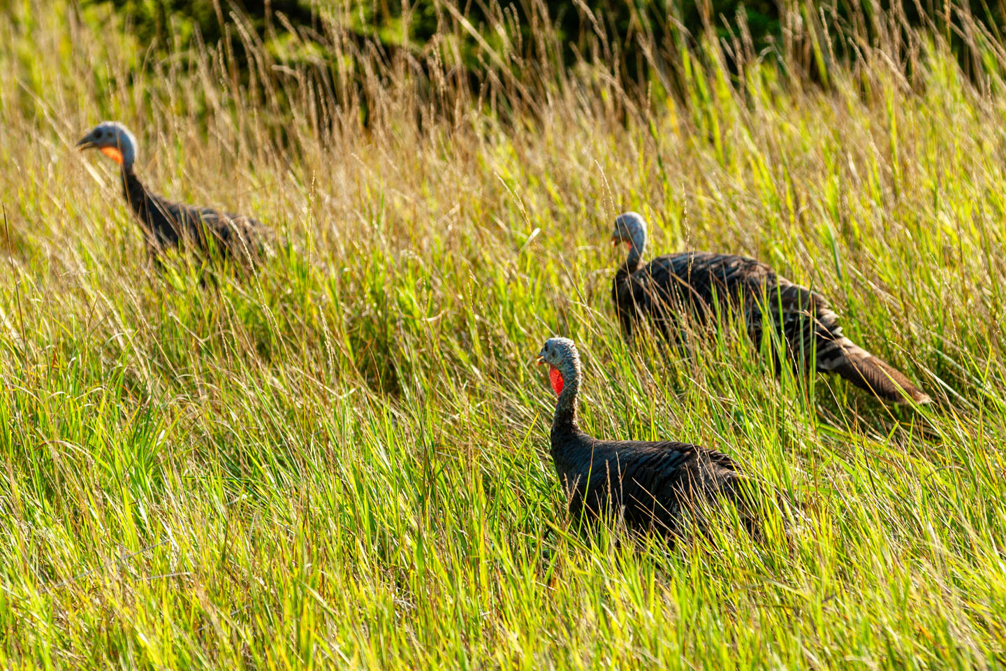 wild turkey in a field of grass