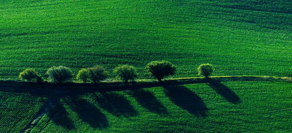 Trees on a terrace crossing a cornfield.