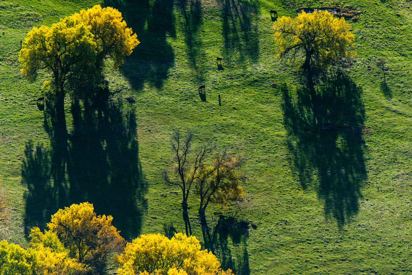 Cows, calves and cottonwoods in fall color pepper a meadow.