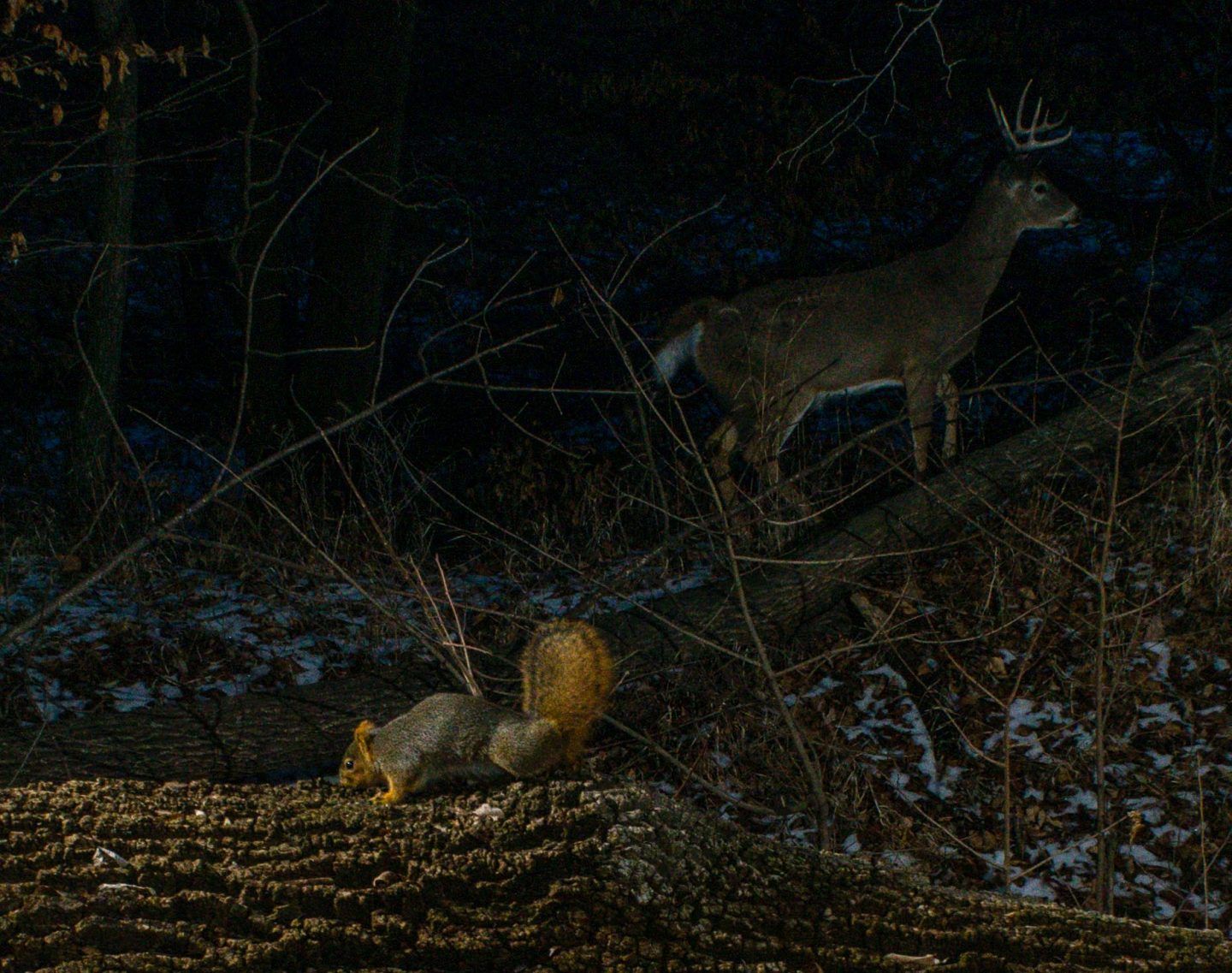 An eastern fox squirrel triggered the camera trap while a white-tailed buck was walking along the next ridge. 