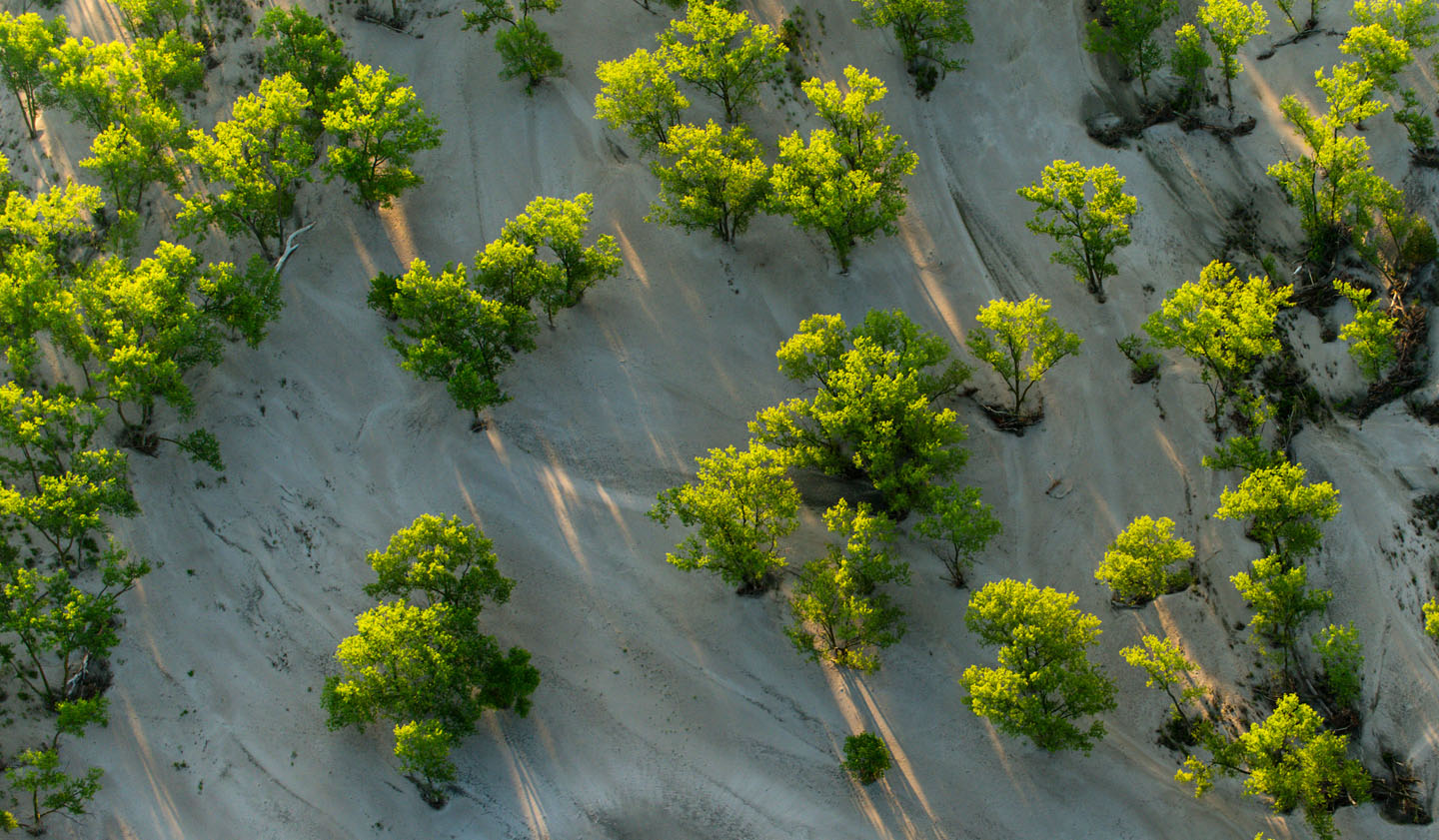 Streaks of sunlight filter through cottonwoods onto sand.