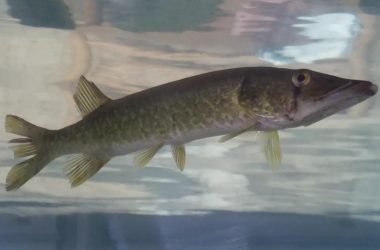 Grass pickerel in aquarium.